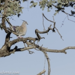 Ocyphaps lophotes at Hughes, ACT - 14 Sep 2019 07:26 AM