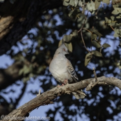 Ocyphaps lophotes at Hughes, ACT - 14 Sep 2019