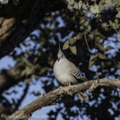 Ocyphaps lophotes at Hughes, ACT - 14 Sep 2019 07:26 AM