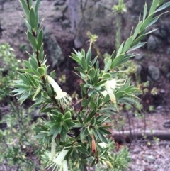 Styphelia triflora (Five-corners) at Mount Majura - 29 Mar 2014 by AaronClausen