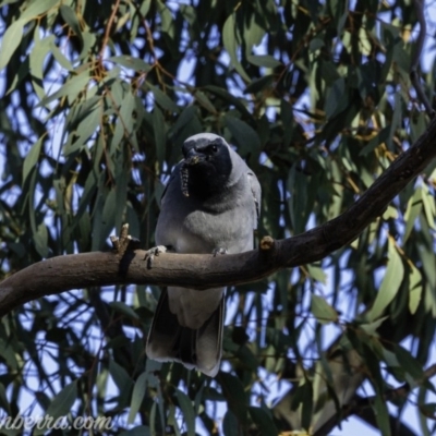 Coracina novaehollandiae (Black-faced Cuckooshrike) at Red Hill Nature Reserve - 13 Sep 2019 by BIrdsinCanberra