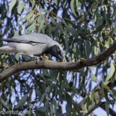 Coracina novaehollandiae at Hughes, ACT - 14 Sep 2019 07:46 AM