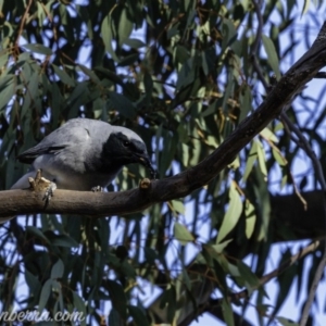 Coracina novaehollandiae at Hughes, ACT - 14 Sep 2019 07:46 AM