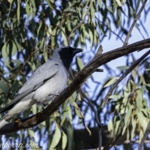 Coracina novaehollandiae at Hughes, ACT - 14 Sep 2019 07:46 AM