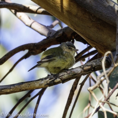 Smicrornis brevirostris (Weebill) at Deakin, ACT - 14 Sep 2019 by BIrdsinCanberra