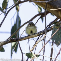 Smicrornis brevirostris at Deakin, ACT - 14 Sep 2019