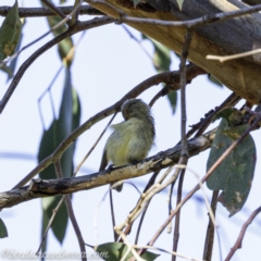 Smicrornis brevirostris at Deakin, ACT - 14 Sep 2019