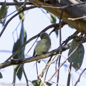 Smicrornis brevirostris at Deakin, ACT - 14 Sep 2019 08:17 AM