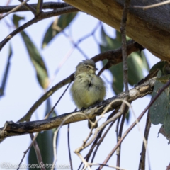 Smicrornis brevirostris at Deakin, ACT - 14 Sep 2019