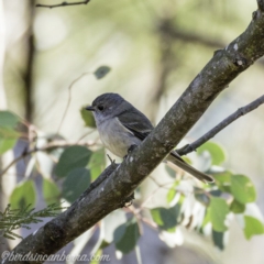 Pachycephala pectoralis (Golden Whistler) at Deakin, ACT - 14 Sep 2019 by BIrdsinCanberra