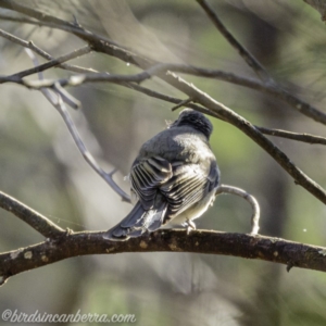 Pachycephala pectoralis at Deakin, ACT - 14 Sep 2019 08:35 AM