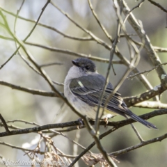 Pachycephala pectoralis at Deakin, ACT - 14 Sep 2019