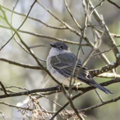 Pachycephala pectoralis at Deakin, ACT - 14 Sep 2019 08:35 AM