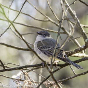 Pachycephala pectoralis at Deakin, ACT - 14 Sep 2019