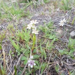 Wurmbea dioica subsp. dioica (Early Nancy) at Throsby, ACT - 26 Sep 2019 by nath_kay