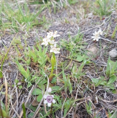 Wurmbea dioica subsp. dioica (Early Nancy) at Throsby, ACT - 26 Sep 2019 by nath_kay