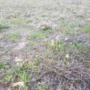 Wurmbea dioica subsp. dioica at Throsby, ACT - 26 Sep 2019 12:05 PM