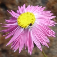 Phasia sp. (genus) (A bristle fly) at ANBG - 22 Sep 2019 by Christine