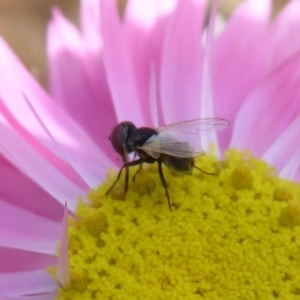 Phasia sp. (genus) at Acton, ACT - 22 Sep 2019