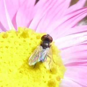 Phasia sp. (genus) at Acton, ACT - 22 Sep 2019