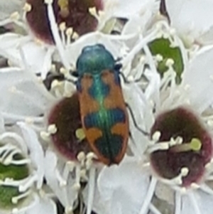 Castiarina hilaris at Theodore, ACT - 25 Dec 2017