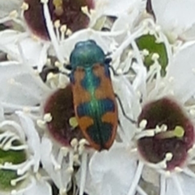 Castiarina hilaris (A jewel beetle) at Tuggeranong Hill - 25 Dec 2017 by Owen