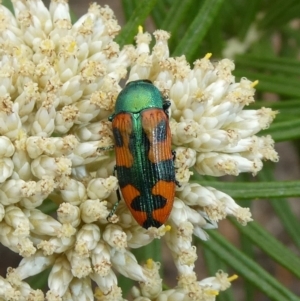 Castiarina scalaris at Theodore, ACT - 19 Dec 2018