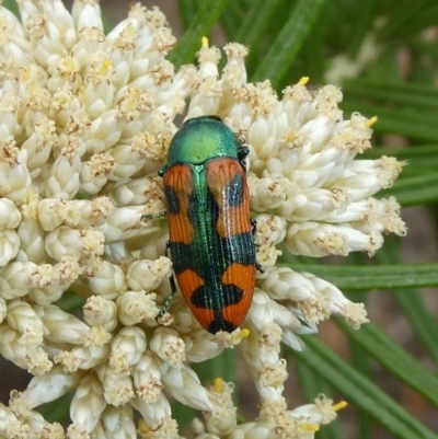 Castiarina scalaris (Scalaris jewel beetle) at Tuggeranong Hill - 19 Dec 2018 by Owen