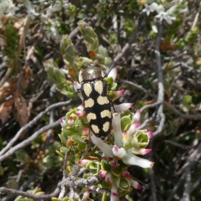 Castiarina decemmaculata (Ten-spot Jewel Beetle) at Theodore, ACT - 16 Oct 2018 by owenh