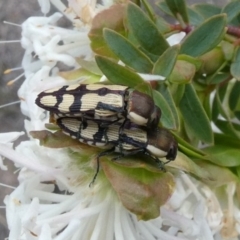 Castiarina decemmaculata (Ten-spot Jewel Beetle) at Theodore, ACT - 16 Oct 2018 by Owen