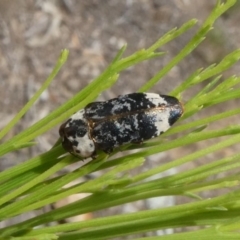 Hypocisseis suturalis (Cherry Ballart Jewel Beetle) at Theodore, ACT - 19 Dec 2018 by Owen