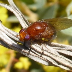 Lauxaniidae (family) (Unidentified lauxaniid fly) at Acton, ACT - 22 Sep 2019 by Christine
