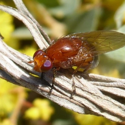 Lauxaniidae (family) (Unidentified lauxaniid fly) at Acton, ACT - 22 Sep 2019 by Christine