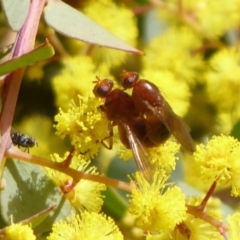 Lauxaniidae (family) at Acton, ACT - 22 Sep 2019