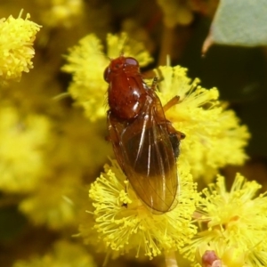 Lauxaniidae (family) at Acton, ACT - 22 Sep 2019