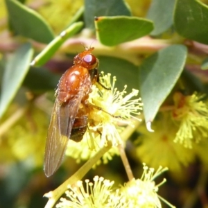 Lauxaniidae (family) at Acton, ACT - 22 Sep 2019