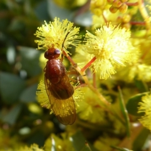 Lauxaniidae (family) at Acton, ACT - 22 Sep 2019