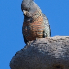 Callocephalon fimbriatum (Gang-gang Cockatoo) at GG137 - 26 Sep 2019 by Marthijn