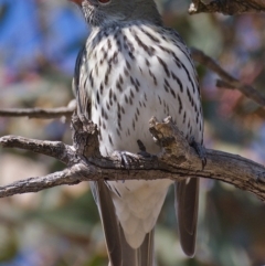 Oriolus sagittatus (Olive-backed Oriole) at Jerrabomberra, ACT - 26 Sep 2019 by Marthijn