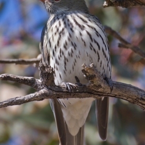 Oriolus sagittatus at Jerrabomberra, ACT - 27 Sep 2019