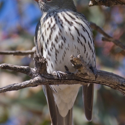Oriolus sagittatus (Olive-backed Oriole) at Jerrabomberra, ACT - 27 Sep 2019 by Marthijn