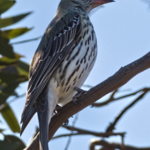 Oriolus sagittatus at Jerrabomberra, ACT - 27 Sep 2019