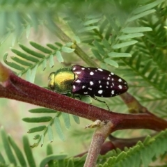 Diphucrania leucosticta (White-flecked acacia jewel beetle) at Tuggeranong Hill - 11 Dec 2018 by Owen