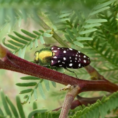 Diphucrania leucosticta (White-flecked acacia jewel beetle) at Tuggeranong Hill - 11 Dec 2018 by Owen