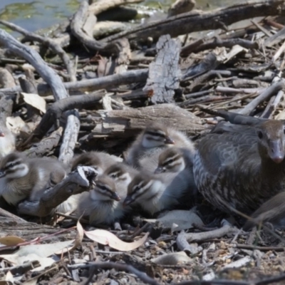 Chenonetta jubata (Australian Wood Duck) at Callum Brae - 27 Sep 2019 by Marthijn