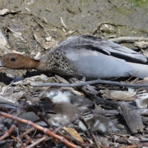 Chenonetta jubata at Jerrabomberra, ACT - 27 Sep 2019 10:31 AM