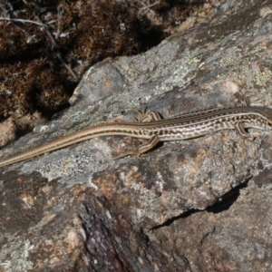 Ctenotus orientalis at Theodore, ACT - 26 Mar 2019 11:29 AM