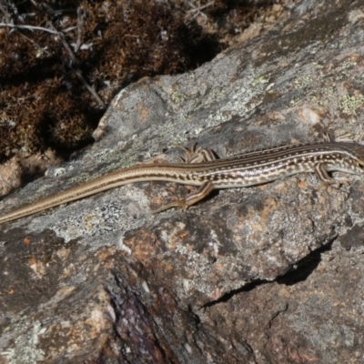 Ctenotus orientalis (Oriental Striped-skink) at Tuggeranong Hill - 26 Mar 2019 by Owen