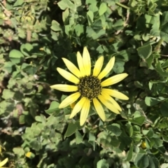 Arctotheca calendula (Capeweed, Cape Dandelion) at Griffith Woodland - 27 Sep 2019 by ianandlibby1