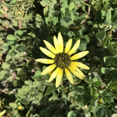 Arctotheca calendula (Capeweed, Cape Dandelion) at Griffith Woodland - 27 Sep 2019 by ianandlibby1